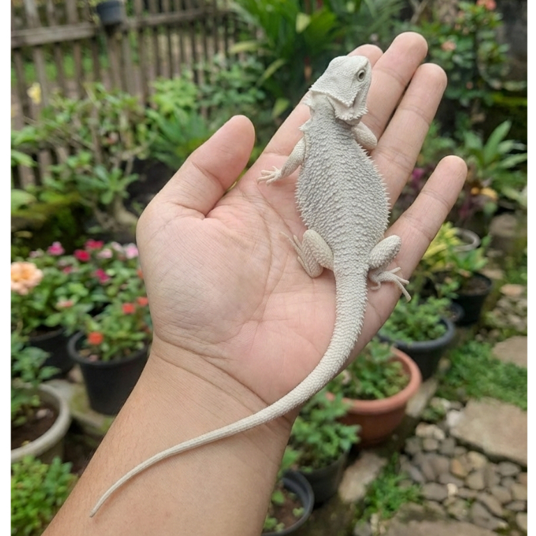 Bearded Dragon - Hypo Zero