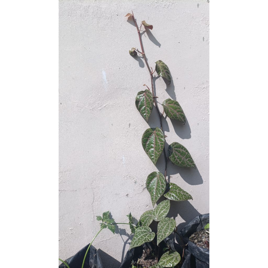 Bibit Daun Sirih Merah / Obat herbal daun sirih merah