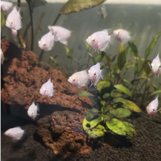 Bibit ikan Gurame padang