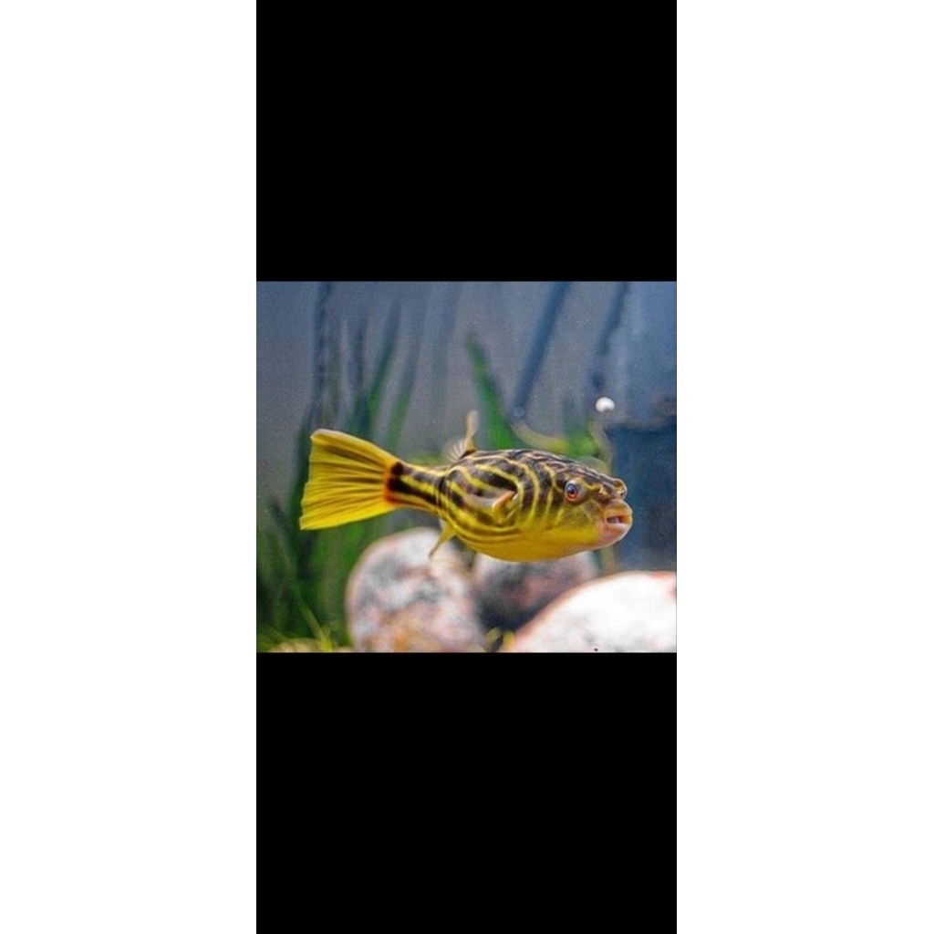 Puffer mini hiasan buntal fahaka fresh water