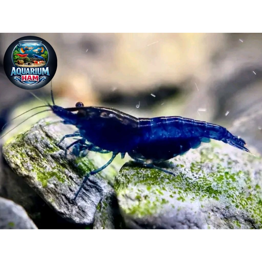 hiasan aquarium udang hias indukan blue diamond