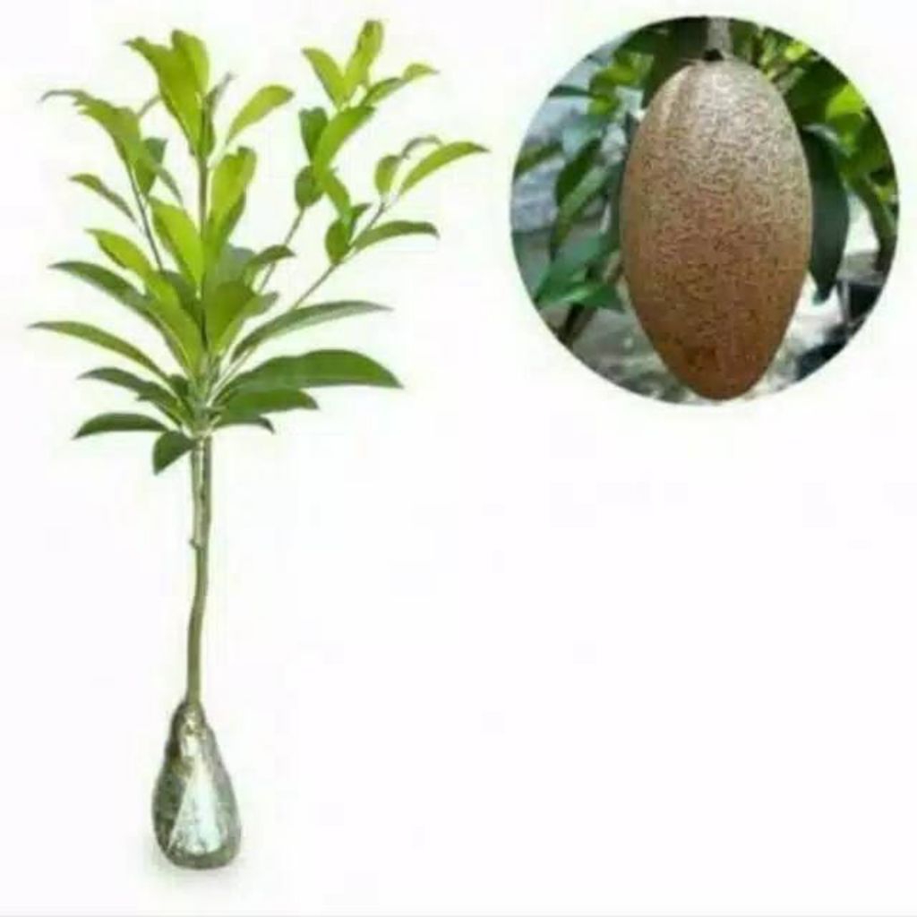 bibit sawo mentimun cangkok