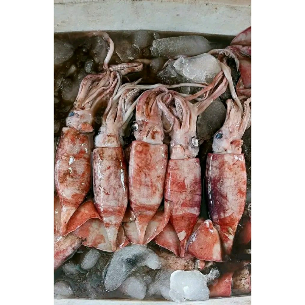 cumi besar segar 1kg