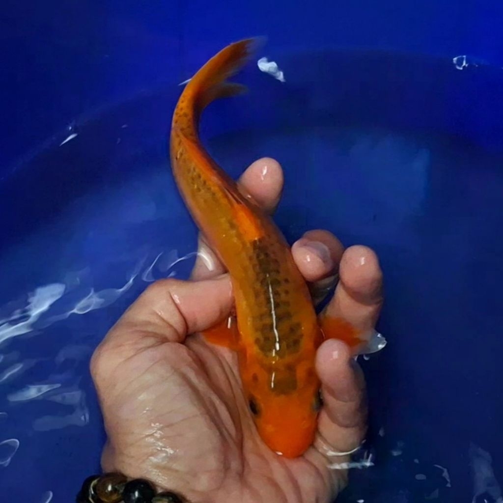 Ikan Koi Blitar Jenis Aka Matsuba / Rumah Koi Jakarta / kode 002