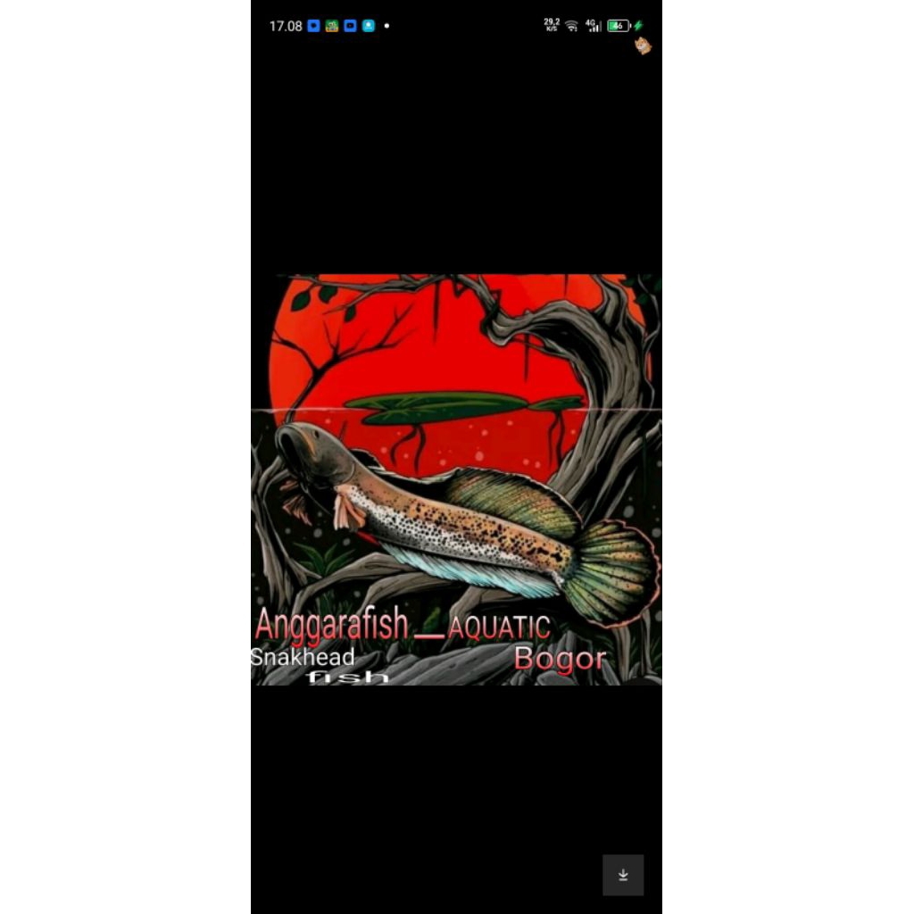 stiker Channa Limbata 5-6cm