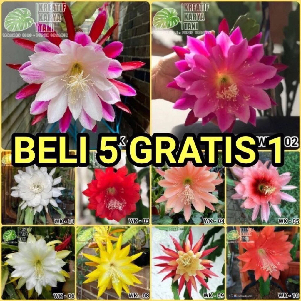 Tanaman Wijaya Kusuma Termurah - Wijaya Kusuma Tanaman - Bibit Wijaya Kusuma - Wijaya Kusuma