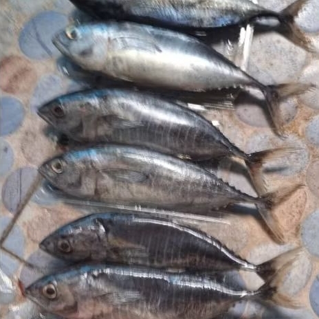 ikan tuna 2 ekor. ikan segar dibekukan. siap kirim smpai mlm