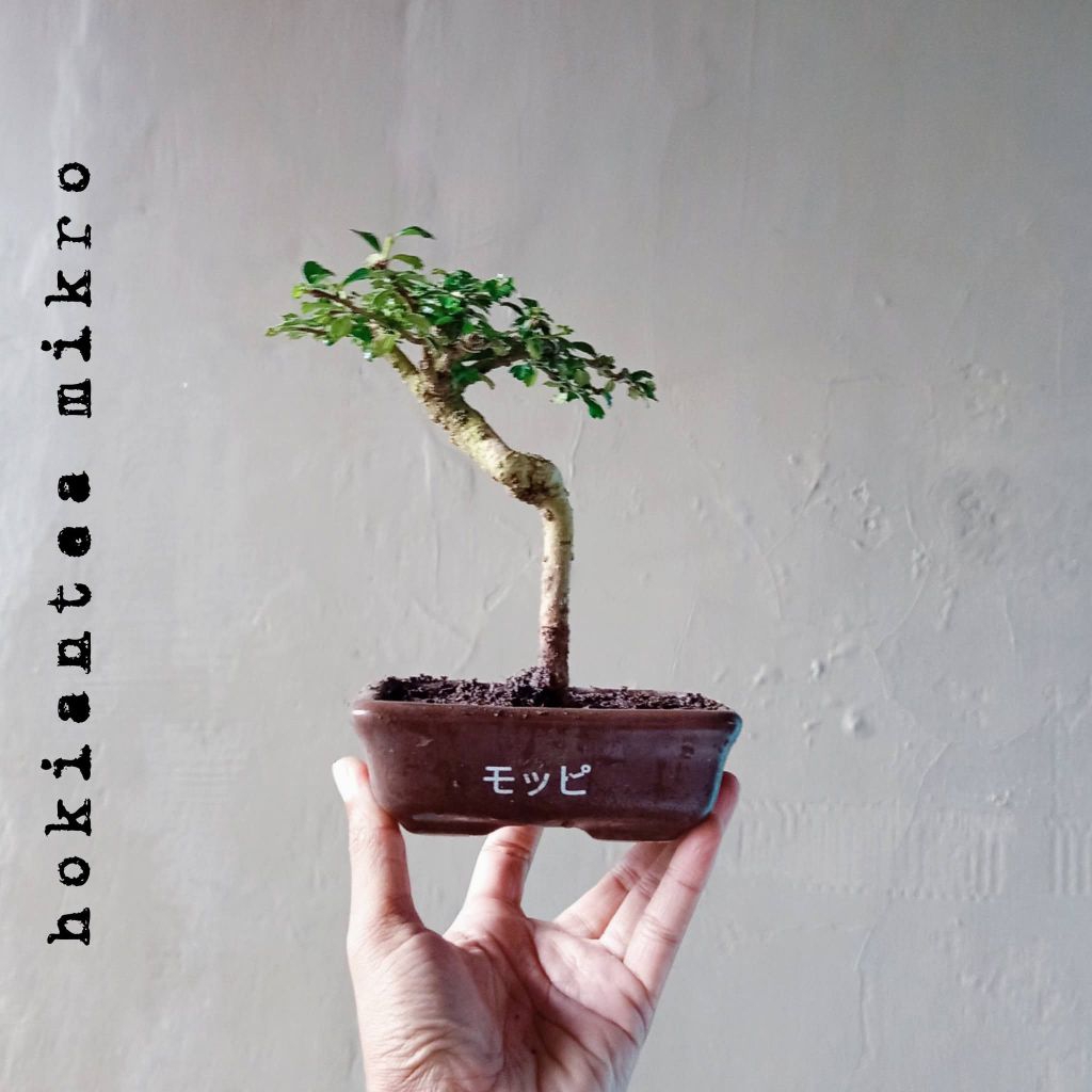 BONSAI HOKIANTEA MIKRO DIKIRIM SESUAI FOTO