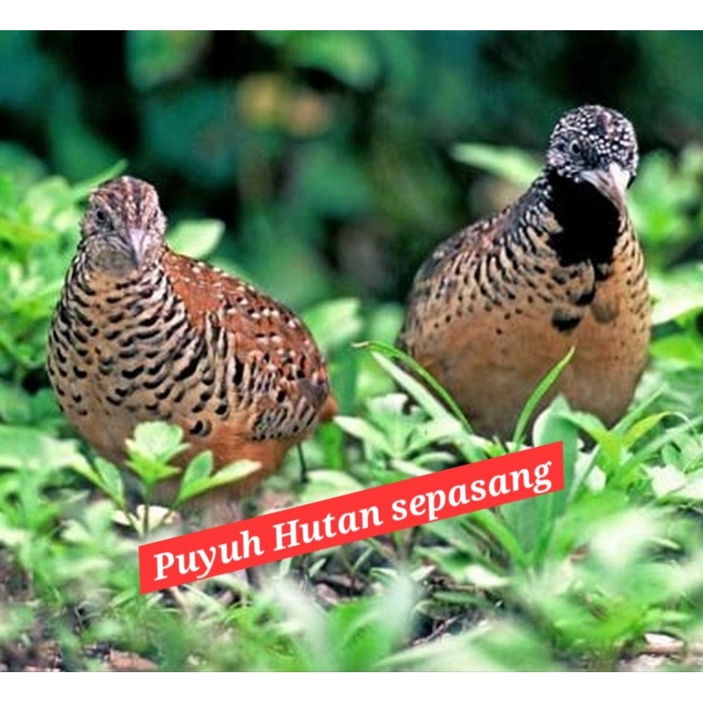burung puyuh hutan sepasang dewasa