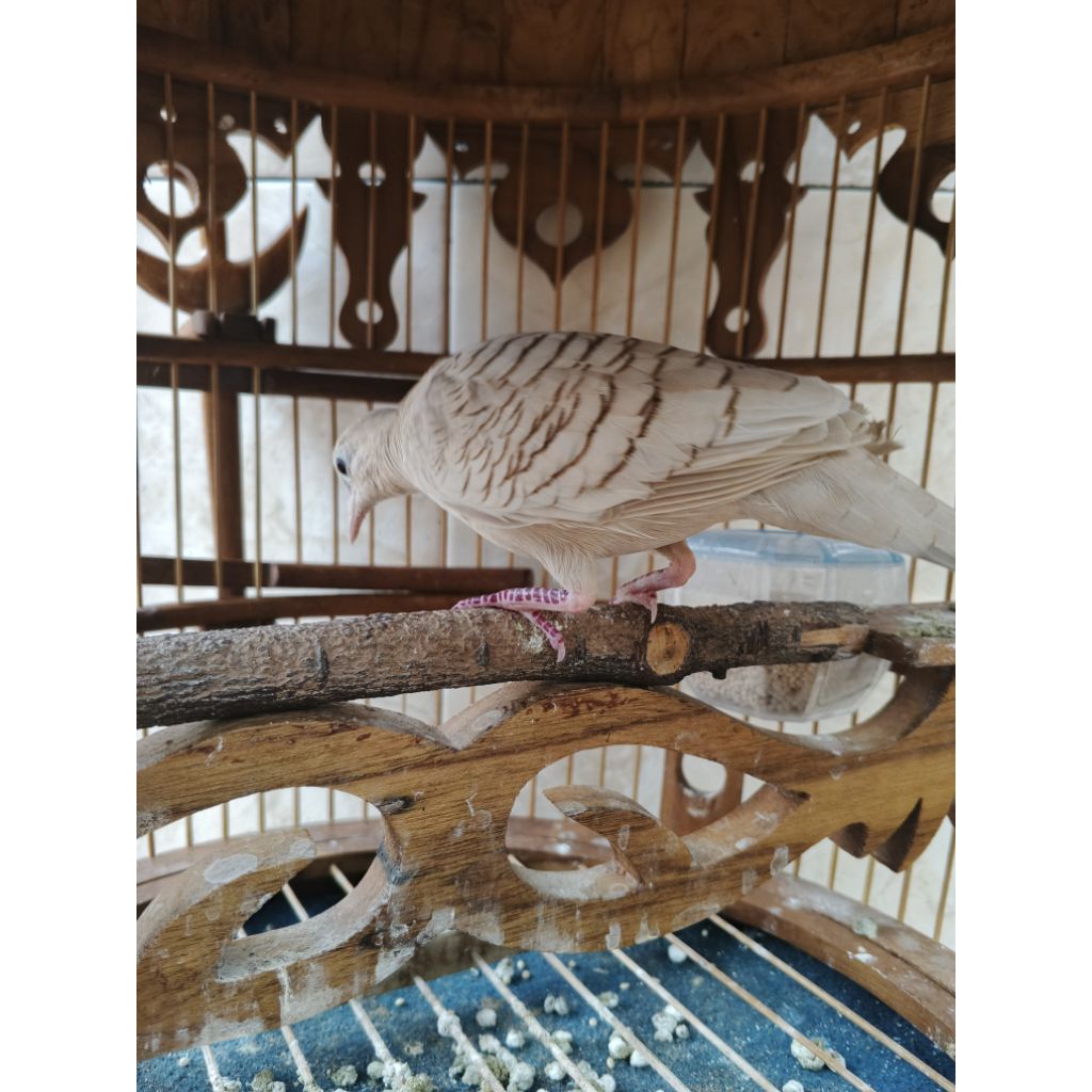 perkutut udan mas mata merah kalung tepung jantan dewasa gacoran