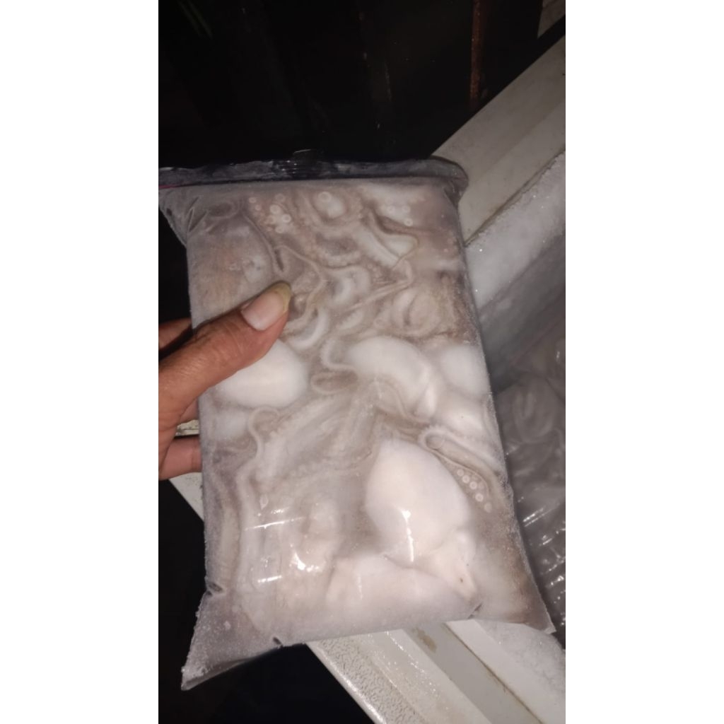 Baby gurita beku segar