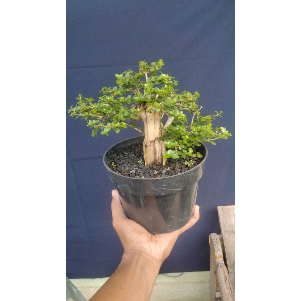 bahan Sancang