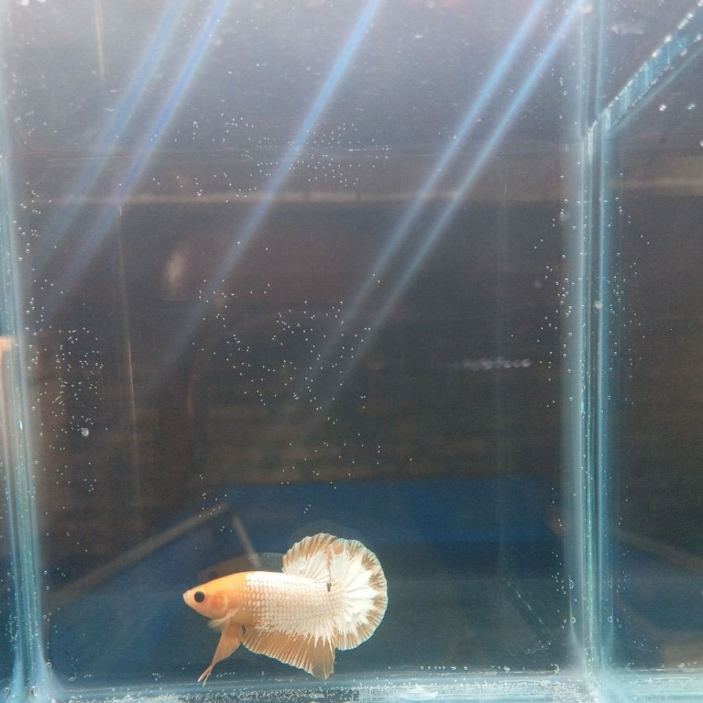 Cupang Yellow FCCP (Khusus Gojek)