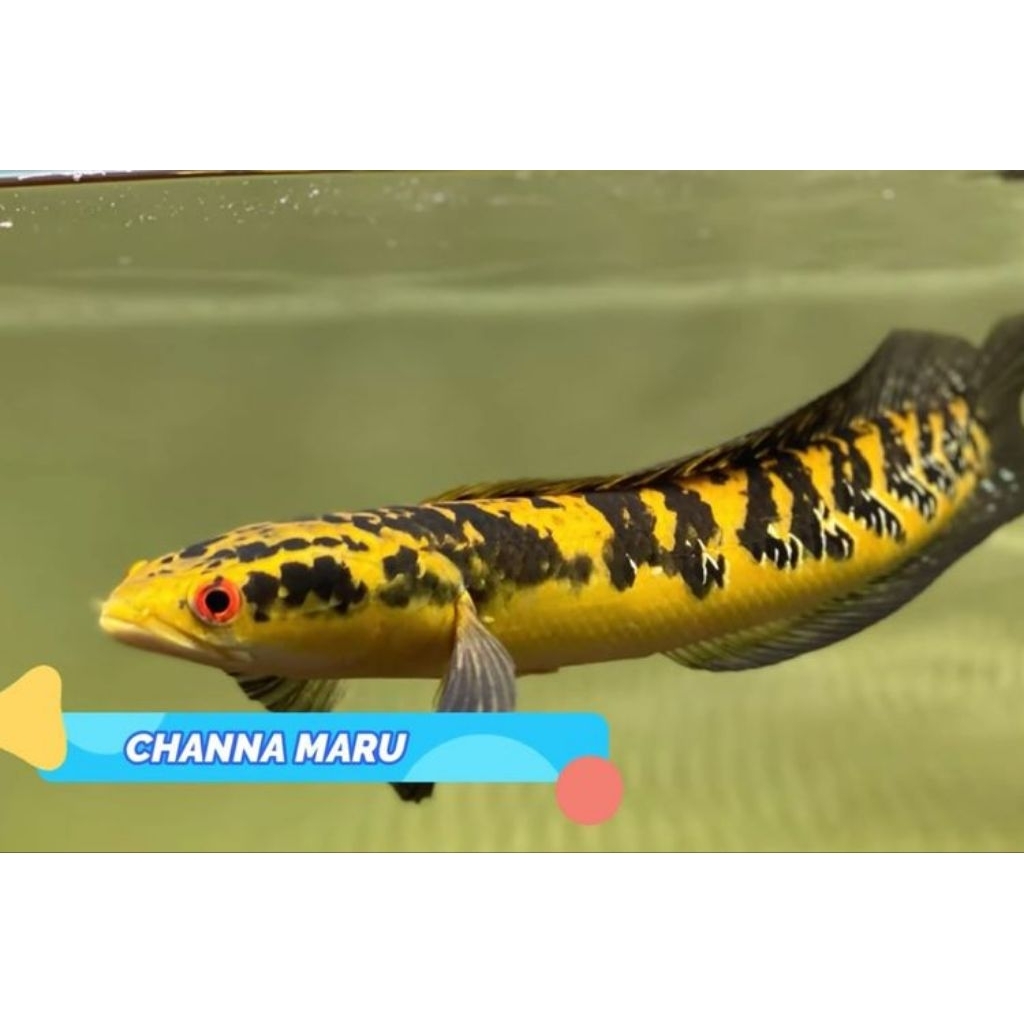 Bahan chana maru ys batik simet ukuran 12-14