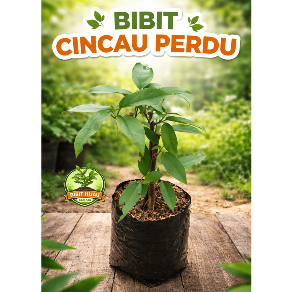 bibit cincau perdu tanaman cincau perdu bibit tanaman cincau perdu