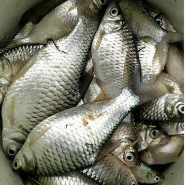 BIBIT ikan tawes sehat berkwalitas 3 jari