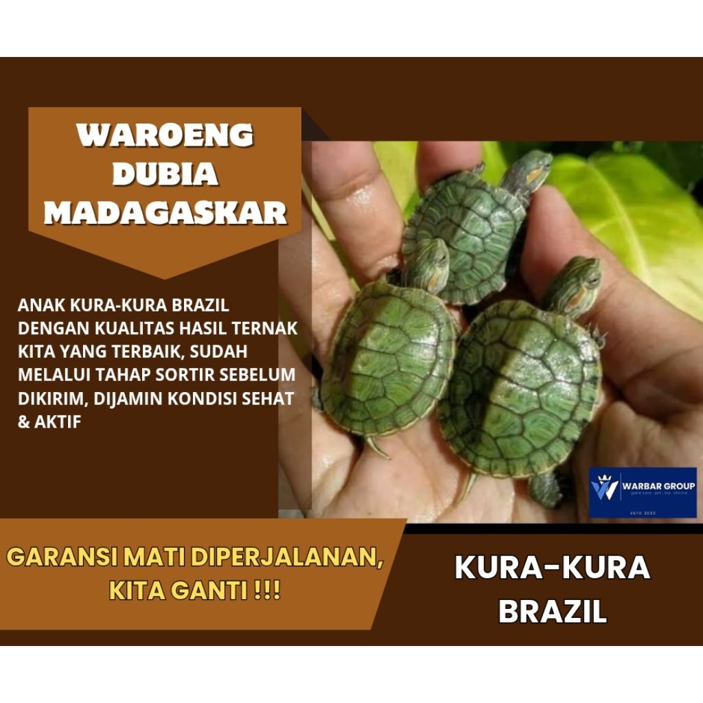 Kura-kura brazil baby KUALITAS GRADE A ( GARANSI )