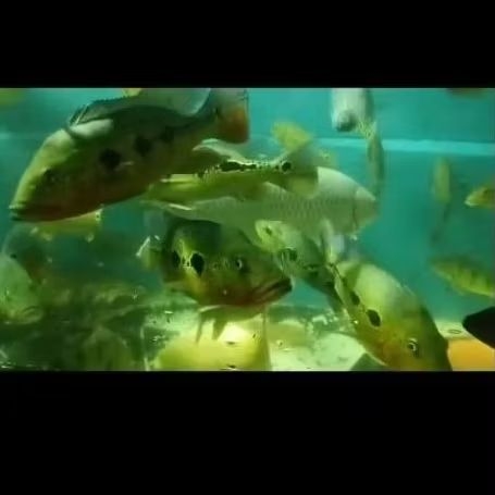 Ikan pbass fogo ±30cm