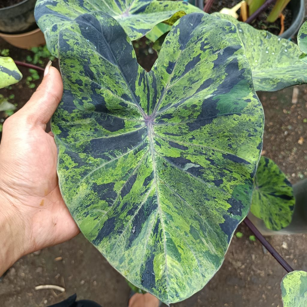 tanaman hias colocasia mojito size anak