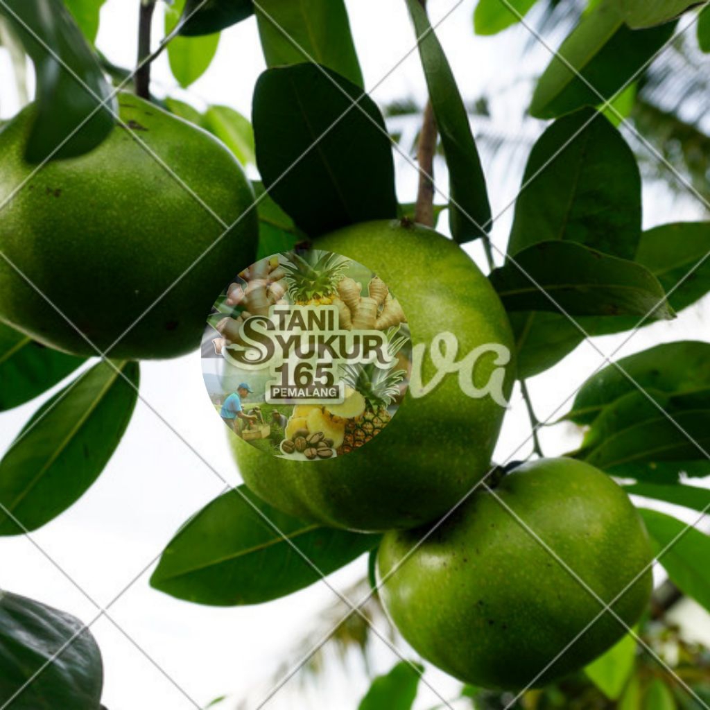 Buah Black Sapote Tua Pohon 1 Kg – Manis Legit Rasa Cokelat Alami