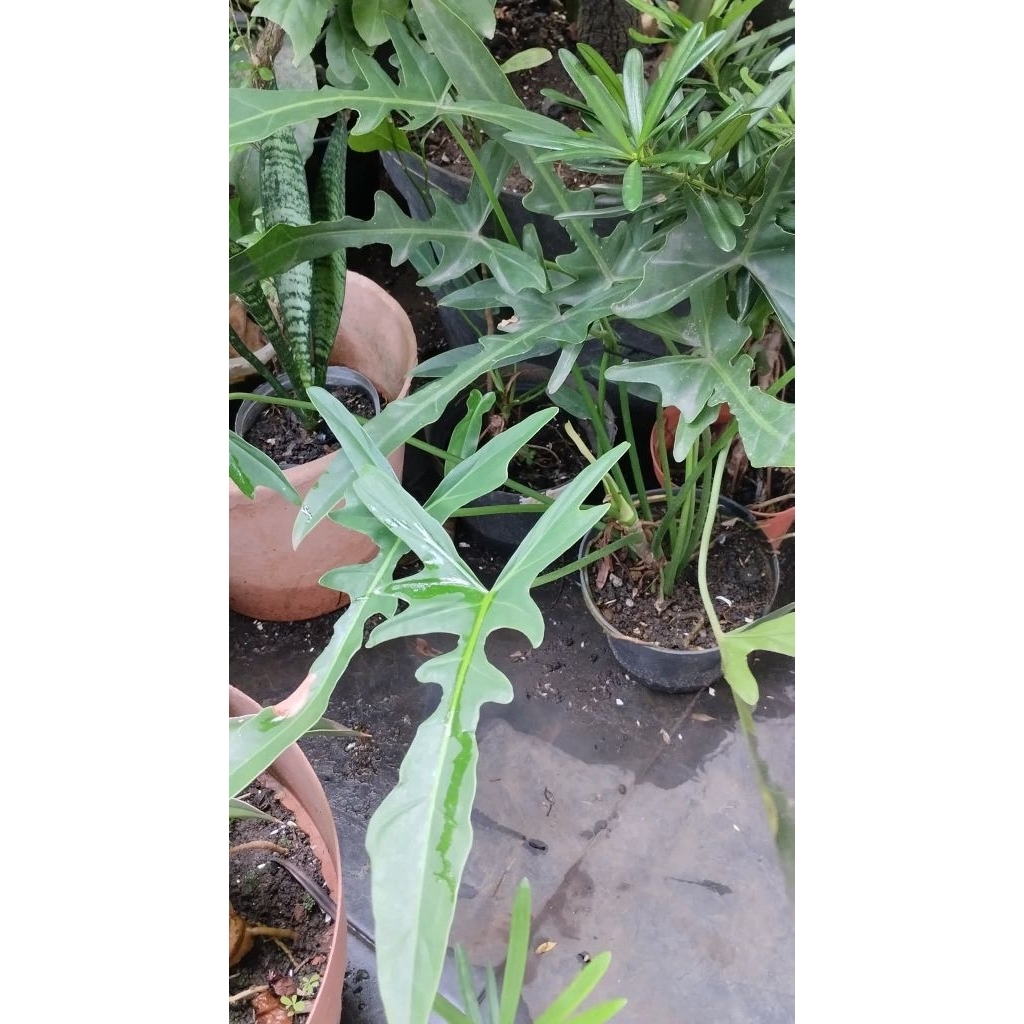 Tanaman Hias Philodendron Longilobatum (rare)