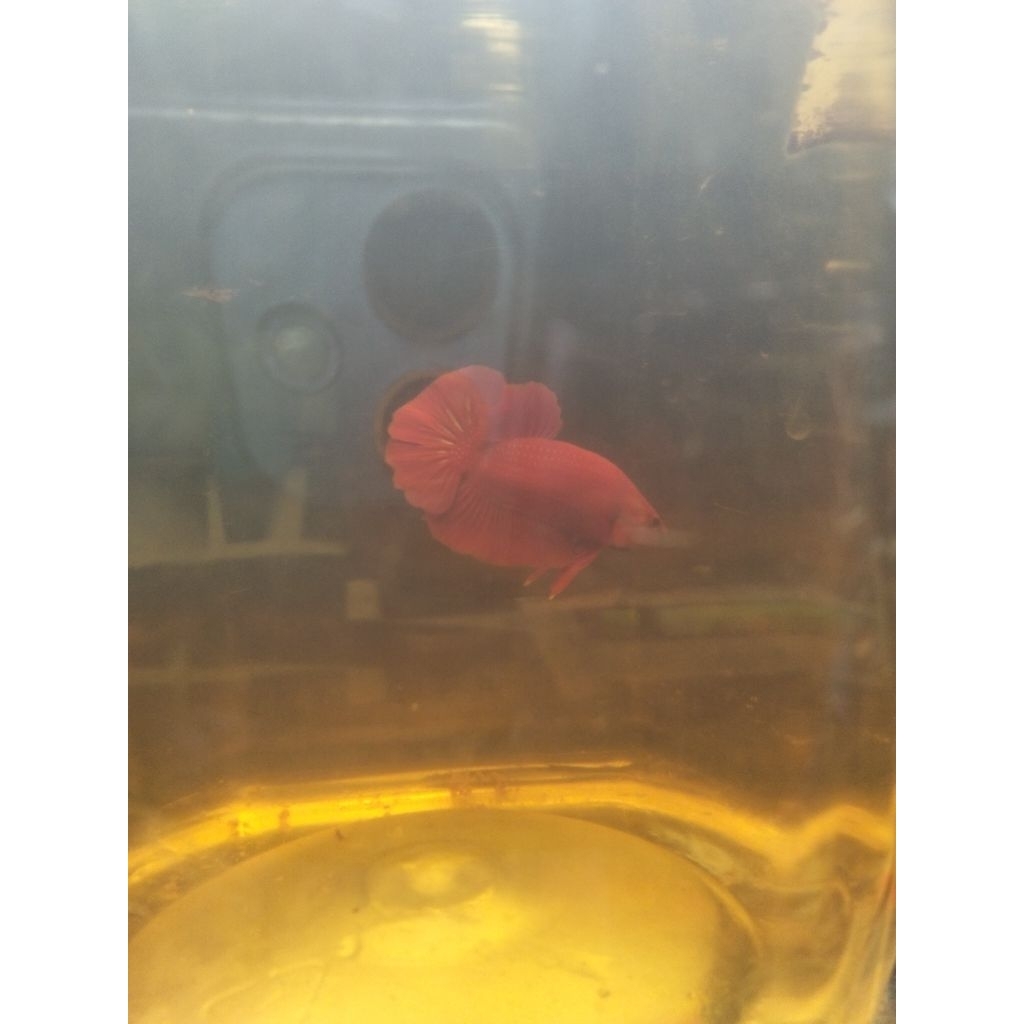 Plakat Hiasan Kamar Super Red Ikan Cupang Male