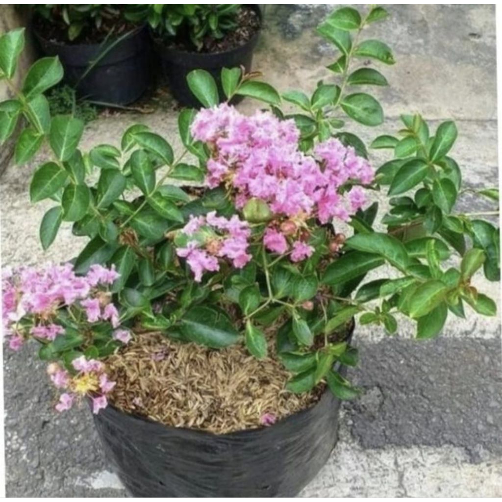 Pohon Sakura Jepang Tanaman hias Pohon Bunga Sakura