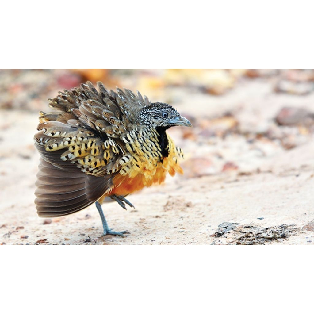 telur fertil burung puyuh tegalan loreng siap tetas