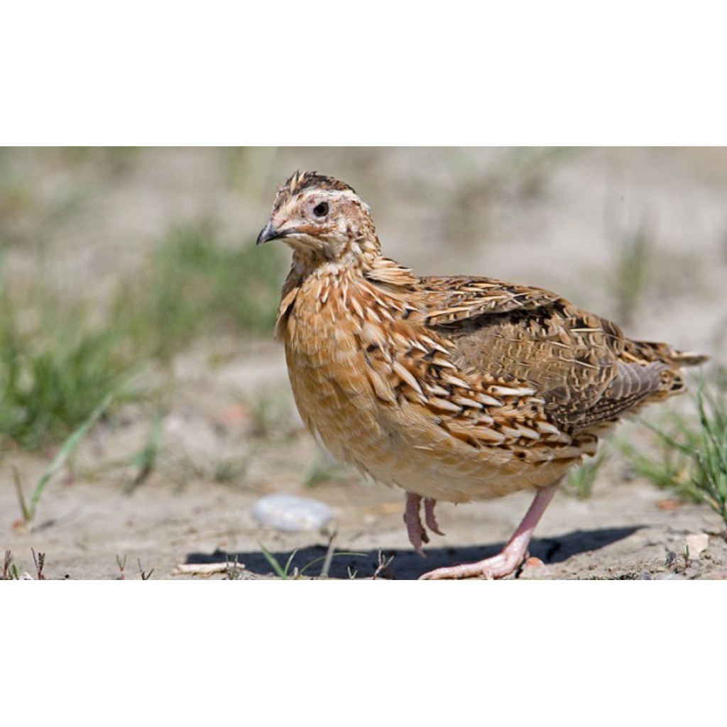 Telur fertil puyuh jepang siap tetas