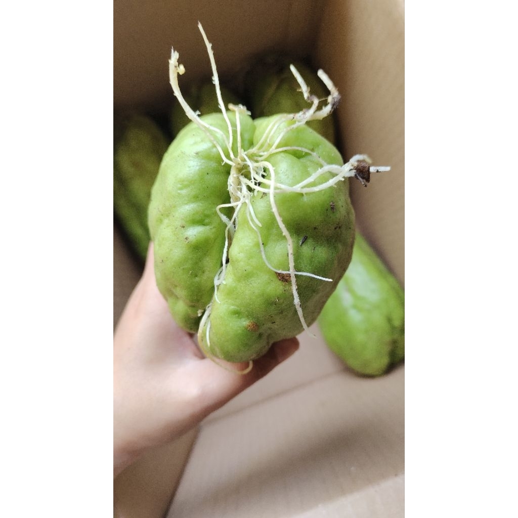 TERMURAH Bibit Labu Siam Jumbo / Bibit Labu Siam PG Super / Bibit Labu Siam Unggul