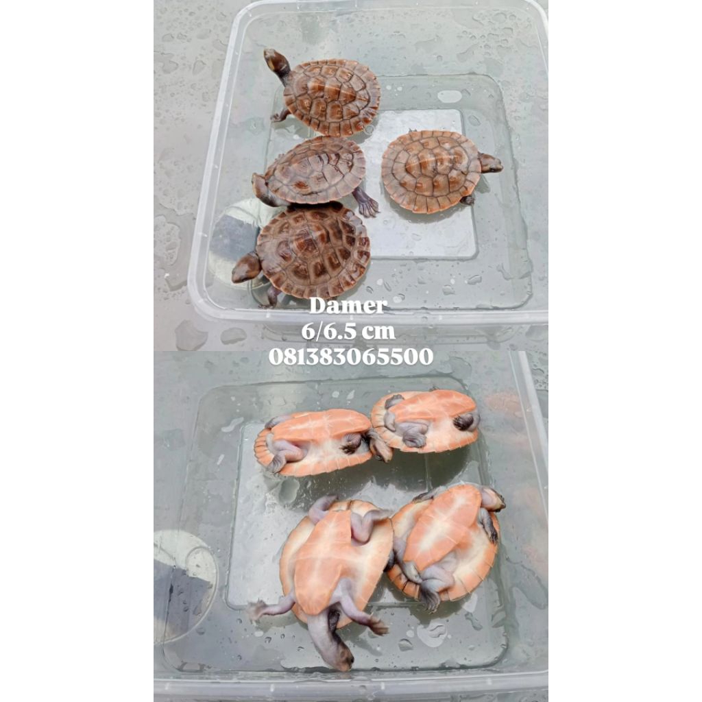 PELET KURA DADA MERAH / KURA DAMER / PELET KURA KURA