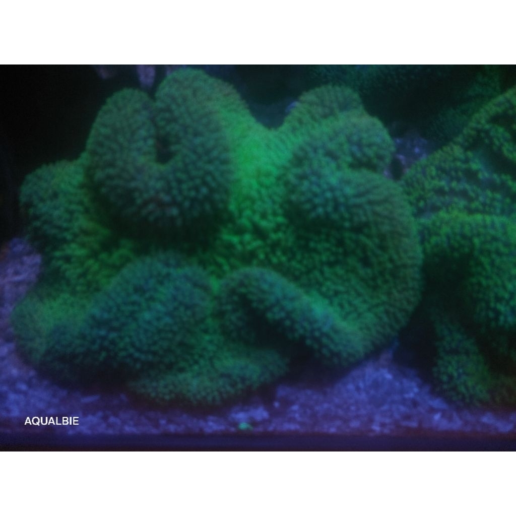 ANEMON KARPET HIJAU HIASAN AKUARIUM LAUT SIZE  XXL