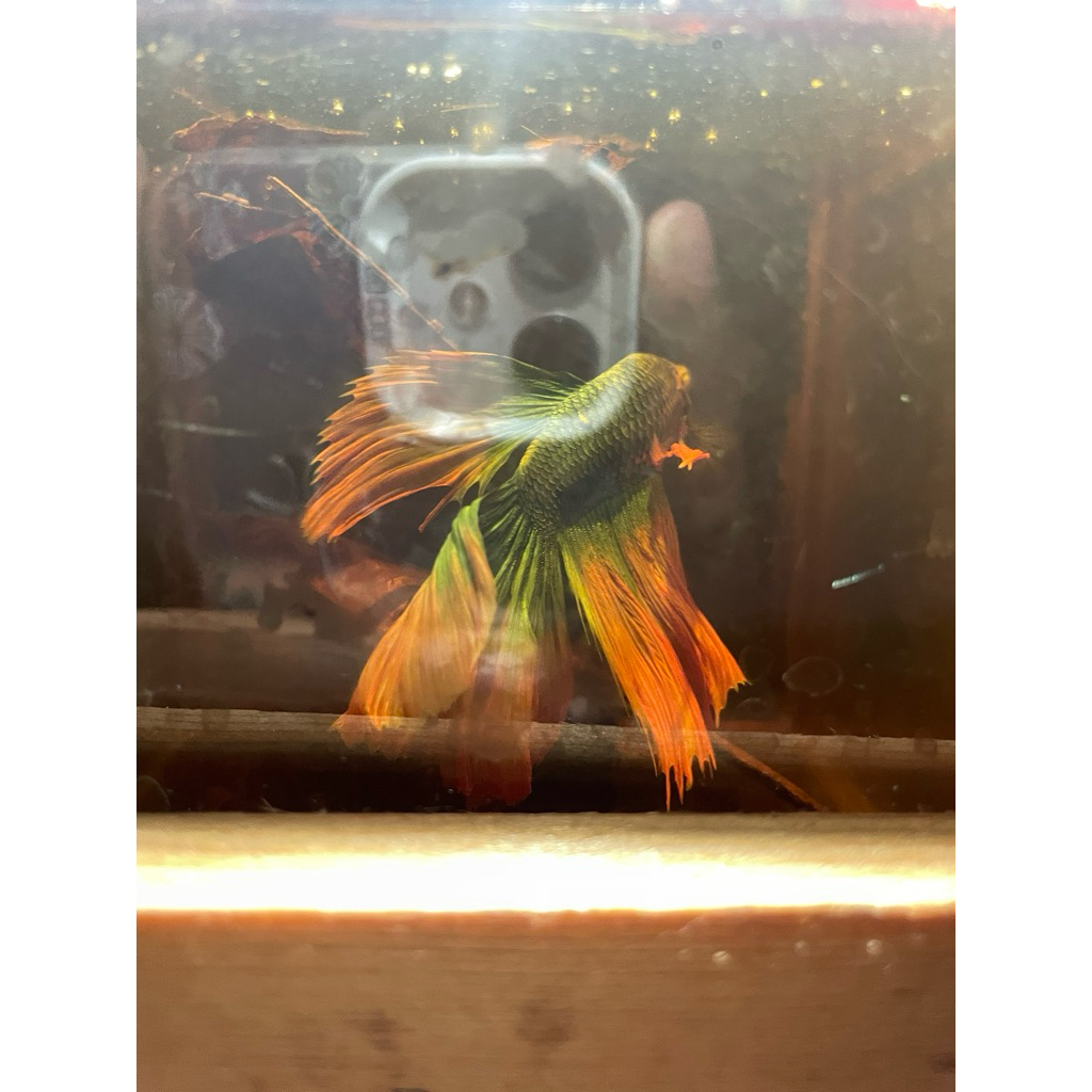 Ikan Cupang Bagan Aduan Super M++ - Petarung Agresif, Mental Tangguh, Siap Adu