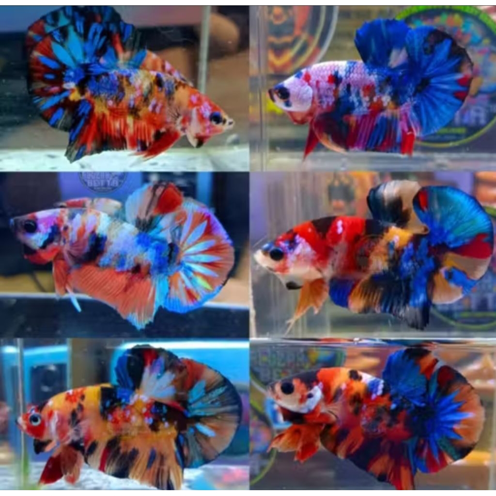CUPANG MALE  MULTICOLOUR GALAXY/MULTI KOI GOOD QUALITY WARNA RANDOM/MULTY CANDY