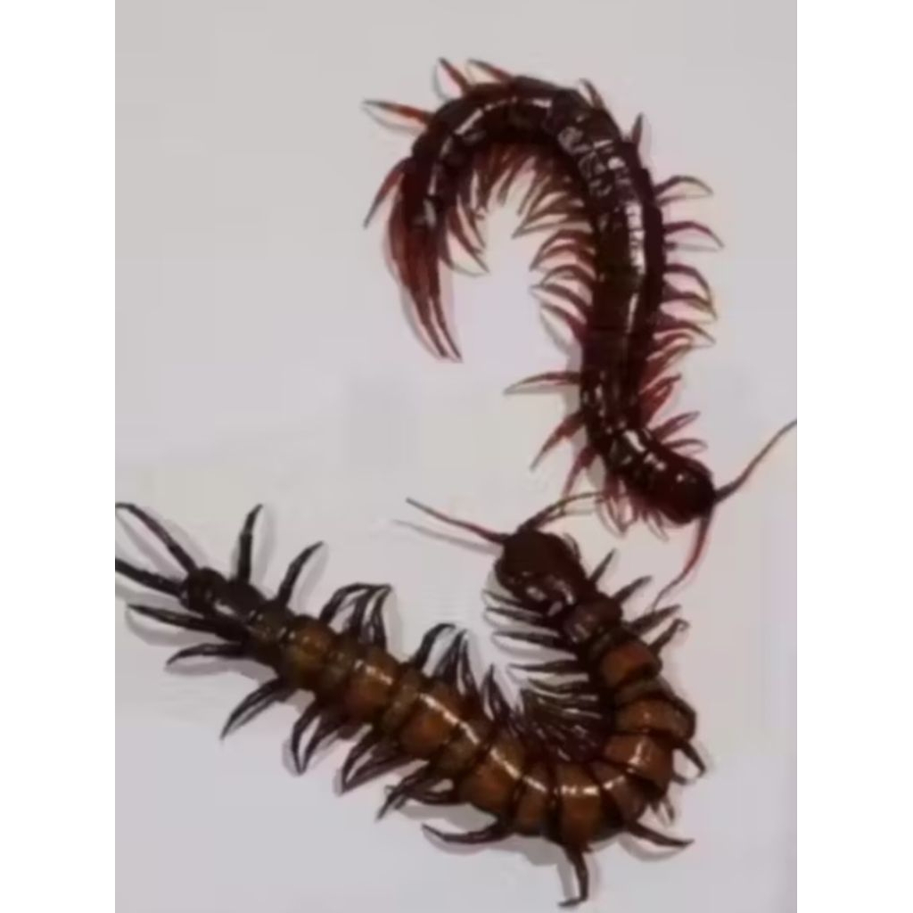 KELABANG MERAH PAKAN ARWANA OSCAR PREDATOR