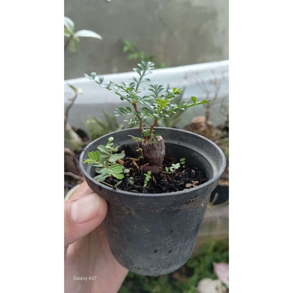 pachipus operculicarya Tanaman Caudex Madagaskar
