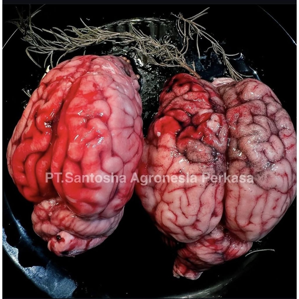 Otak Sapi