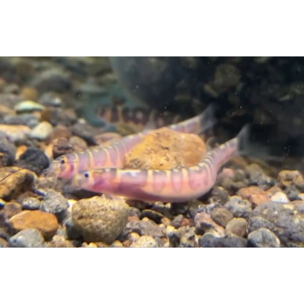 Ikan Kuhli Loach