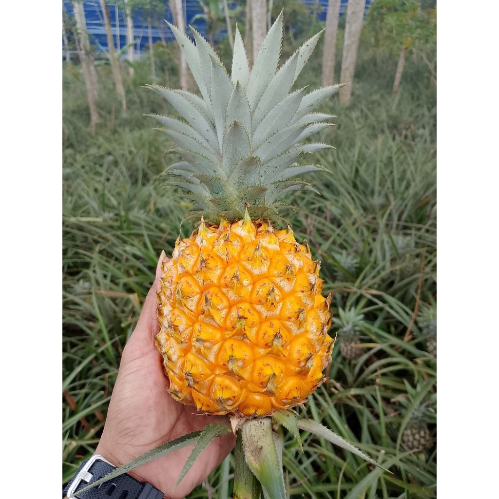 Nanas madu asli Belik Pemalang