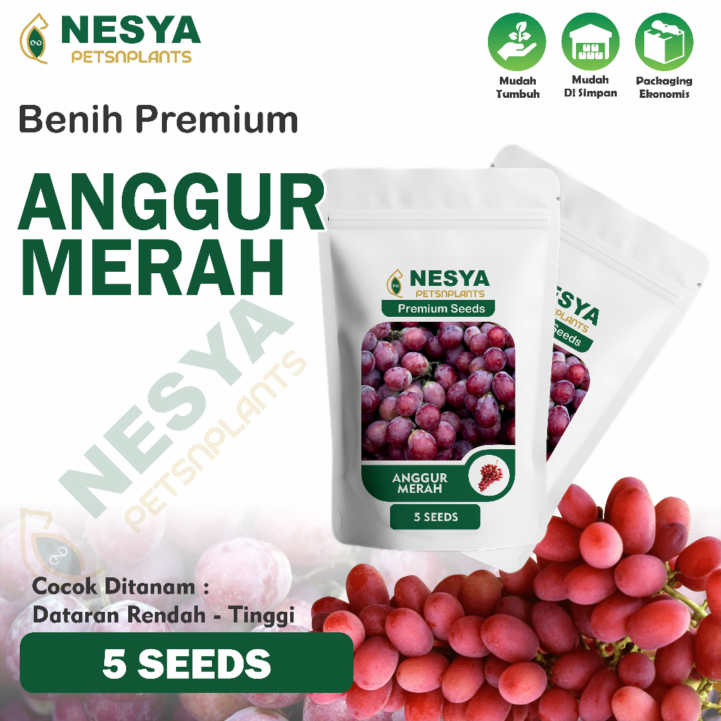 Benih Anggur Merah Biji Buah Anggur Unggul Berkualitas 5 Biji Benih Buah Anggur
