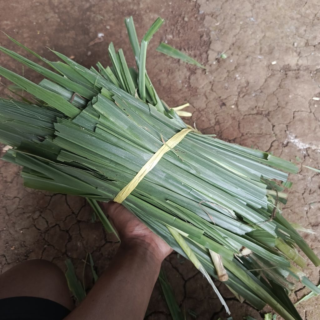 rumput odot cacah segar 1 kg tanpa campuran rumput lain