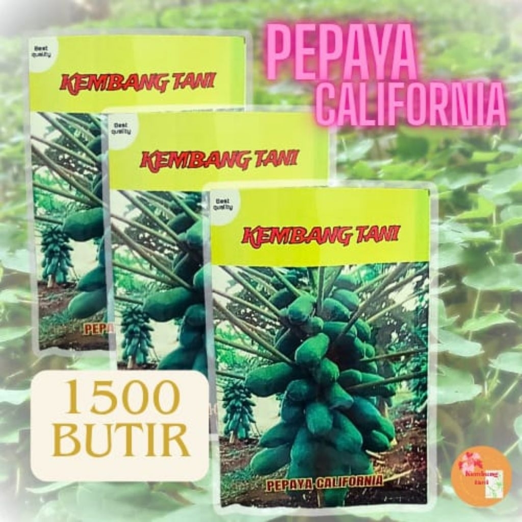 1500 Biji Benih Bibit Pepaya California - Calina IPB9