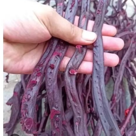 bahan akar bahar kristal tembus cahaya