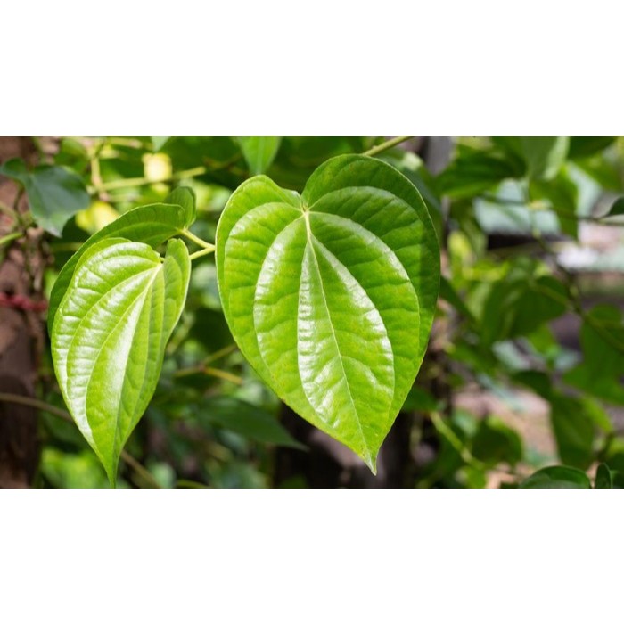 Daun Sirih | Daun Sirih Segar | Daun Sirih Hijau Segar | Daun Sirih Keputihan