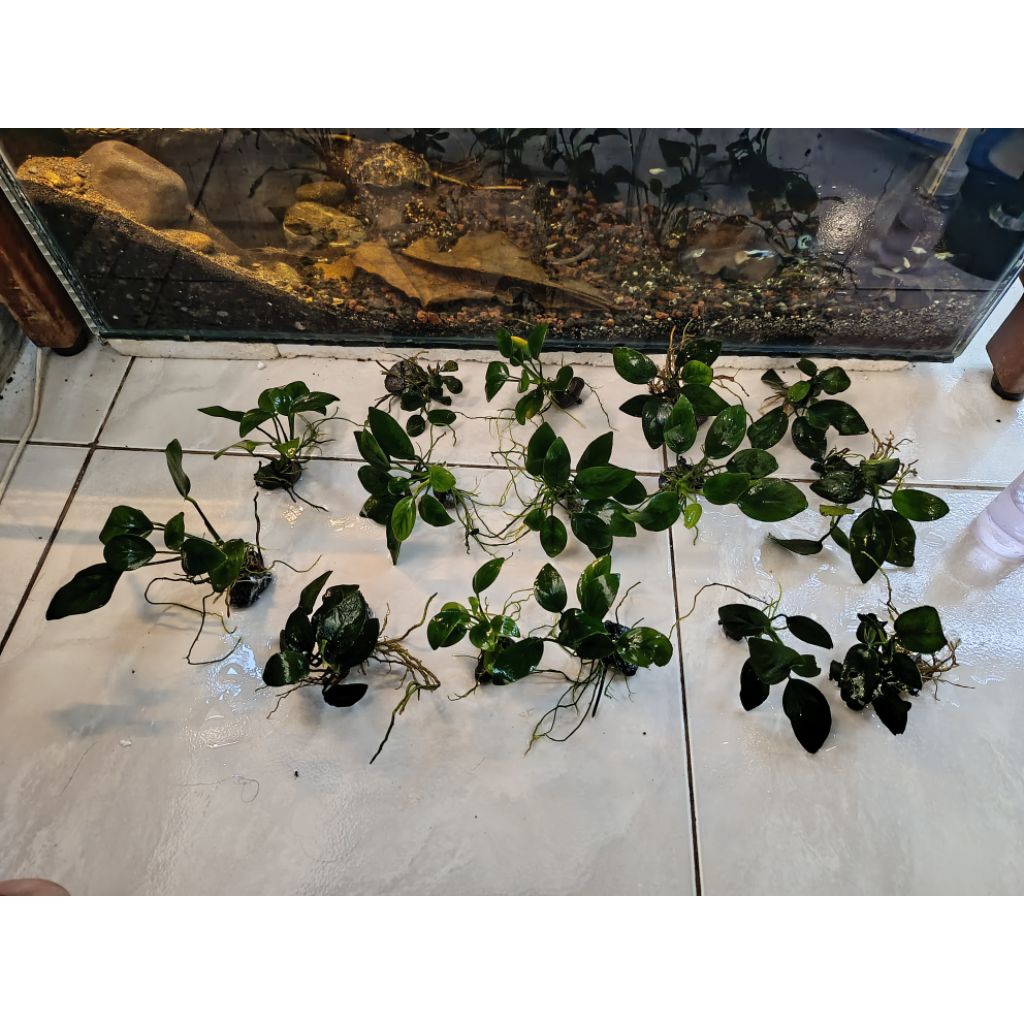 anubias aquascape
