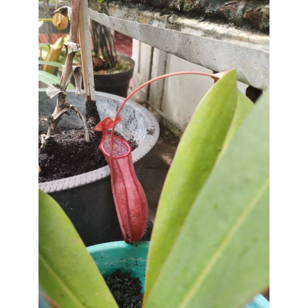 tanaman karnivora nepenthes/kantong semar 2