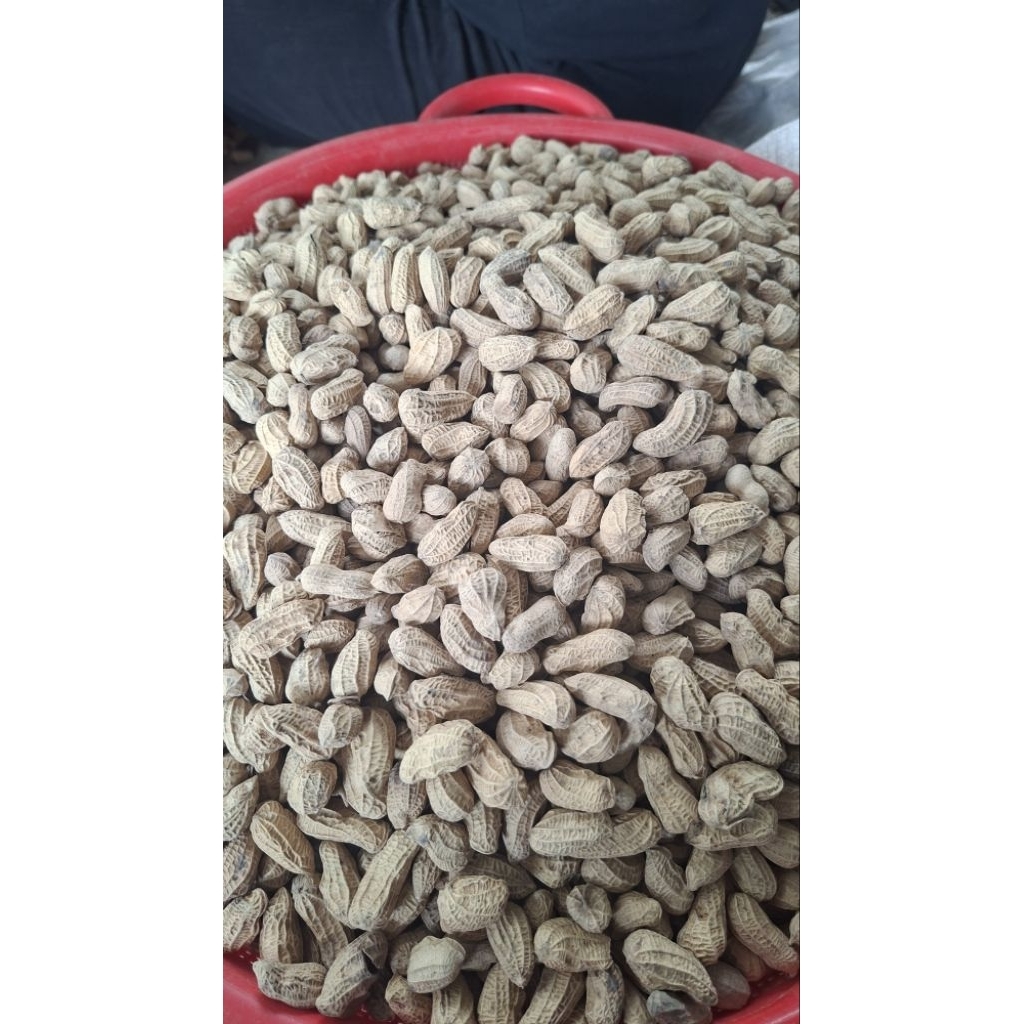 KACANG KULIT SANGRAI ORIGINAL 3 KG || gurih | renyah | manis