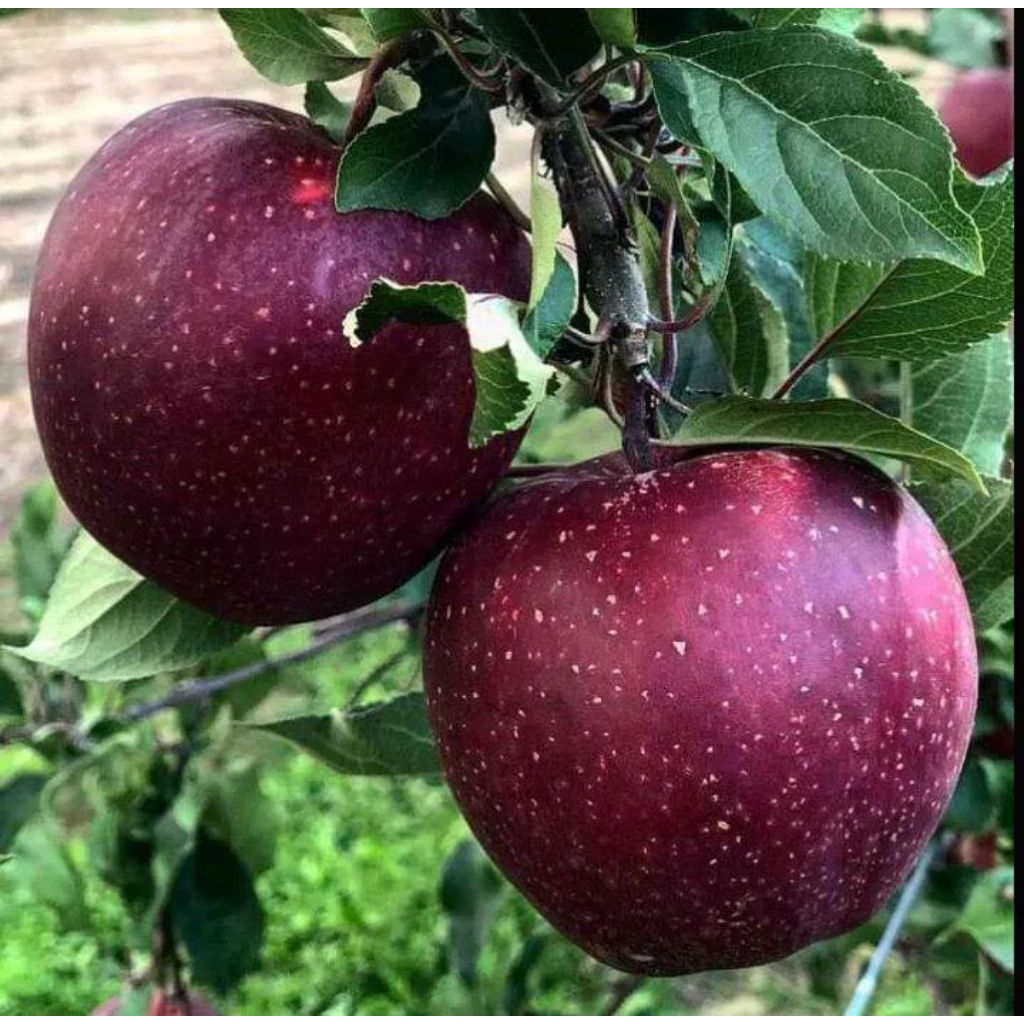 BIBIT APEL MERAH CALIFORNIA SUDAH SIAP BERBUNGA/BERBUAH