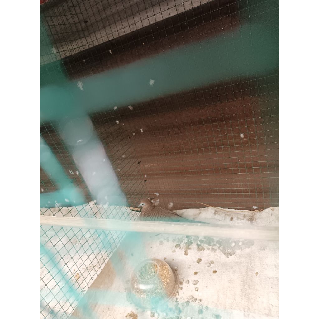 perkutut cemani jantan remaja pilihan prospek sudah buny1