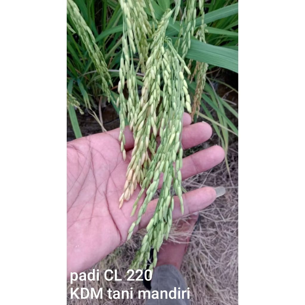 BENIH PADI BIBIT PADI CL 220 KEMASAN 1 KG BENIH PADI UNGGUL HASIL TINGGI